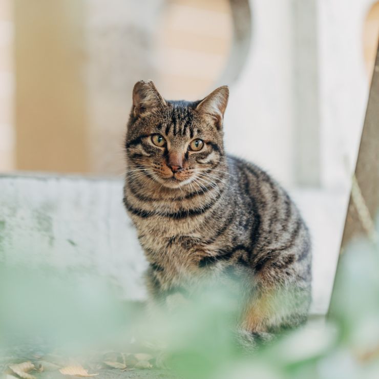 門前に生きる猫たちⅡ