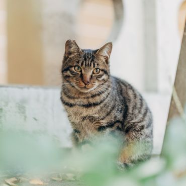 門前に生きる猫たちⅡ