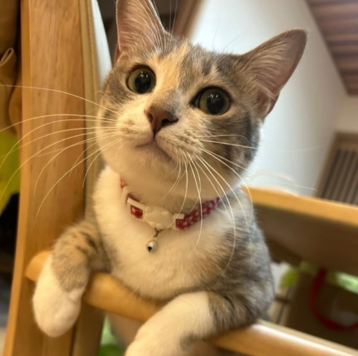 私の相棒♡