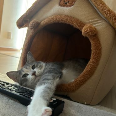私のリモコンだにゃー