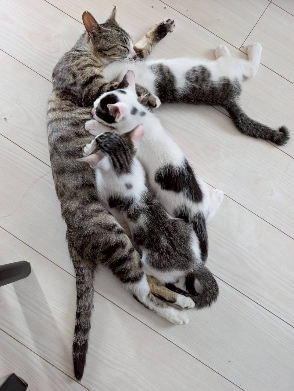 甘え中