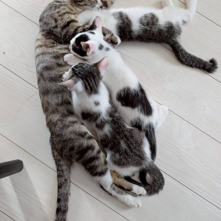 甘え中