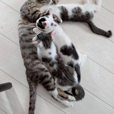 甘え中