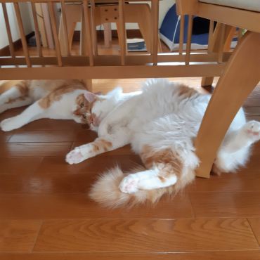 暑い