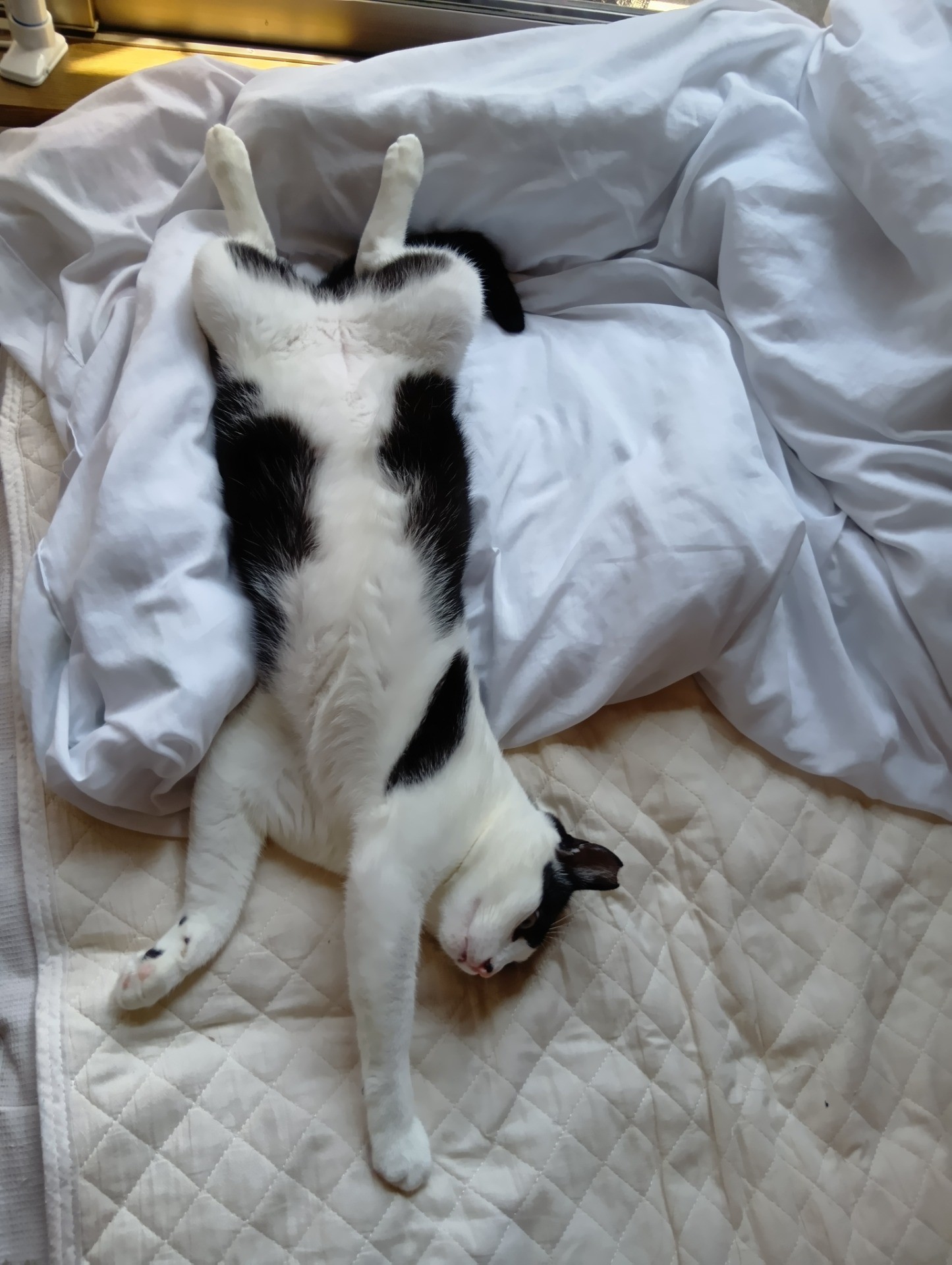 バンザイ