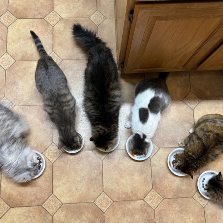 うちのオールスター