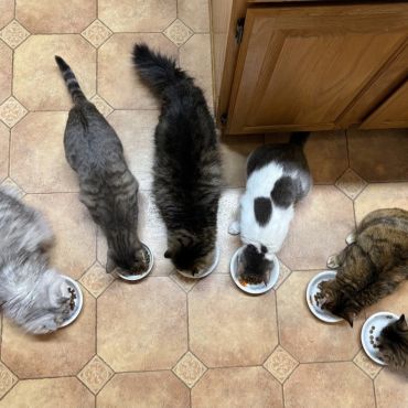 うちのオールスター