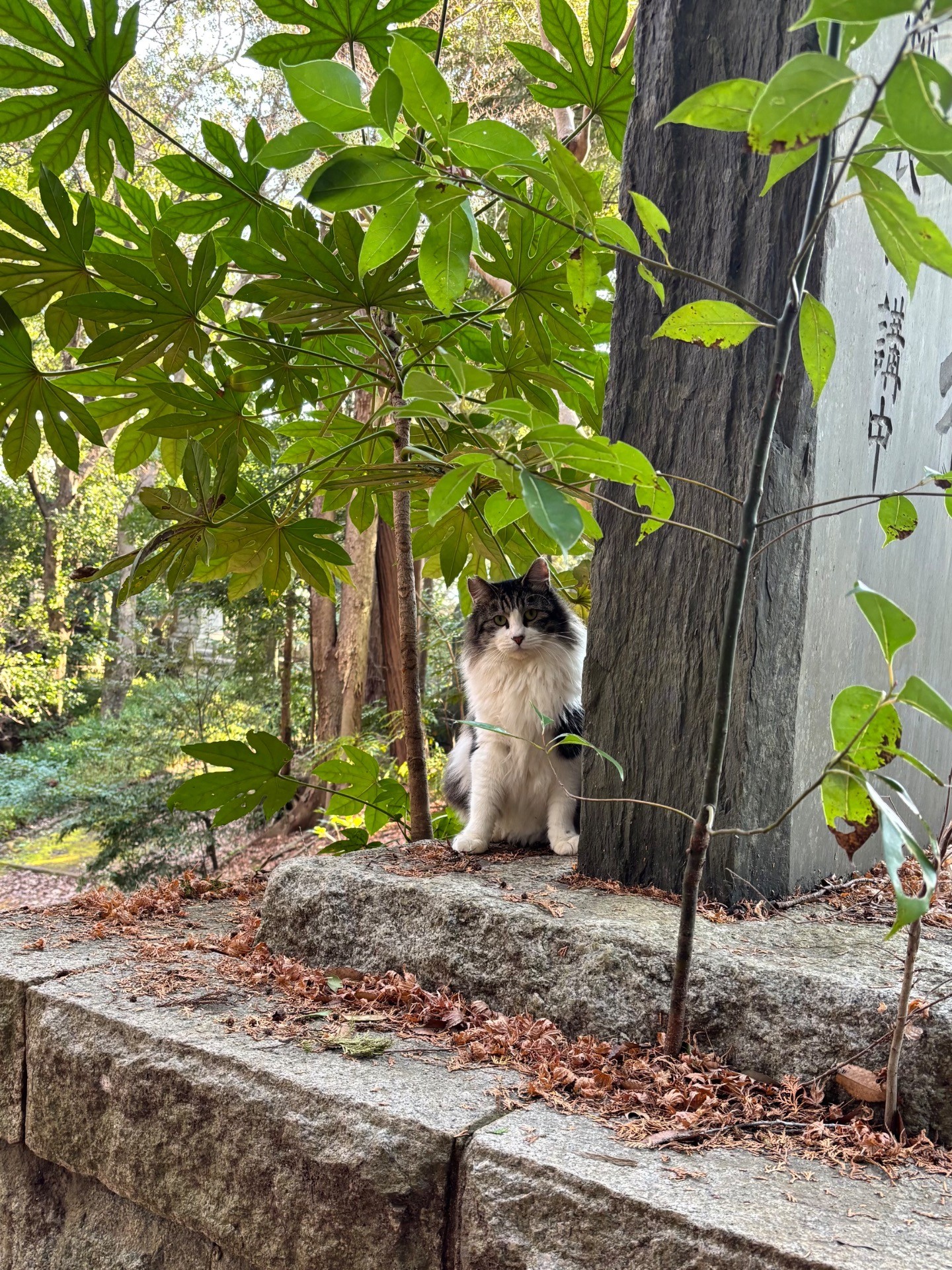 またボクを捕まえるの？