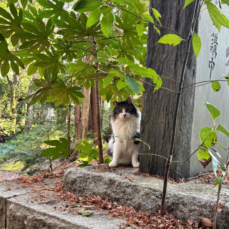 またボクを捕まえるの？