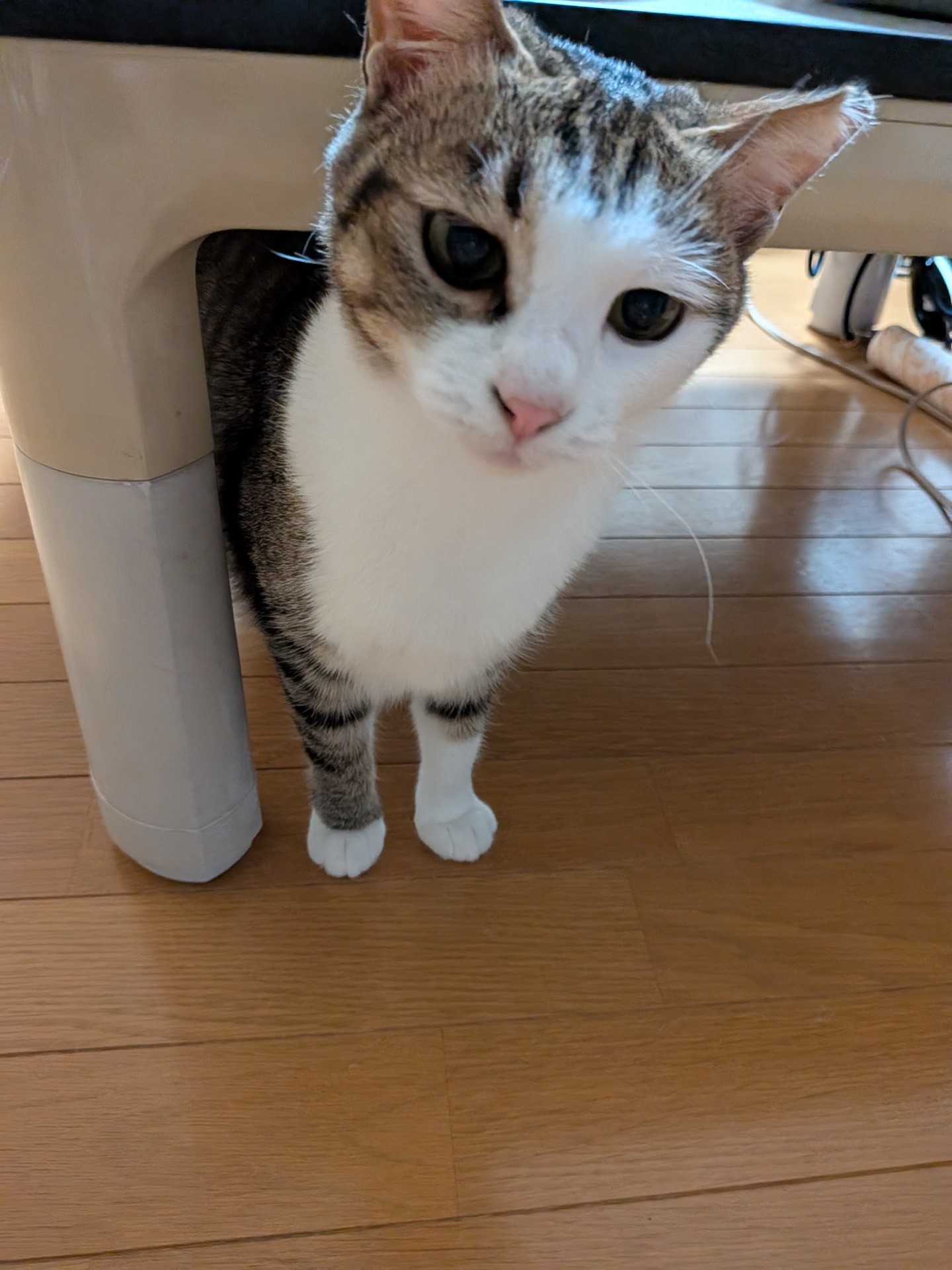 末っ子てんちやん