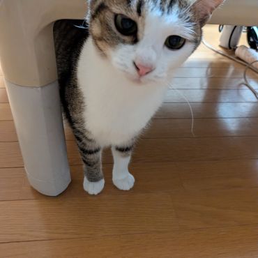 末っ子てんちやん