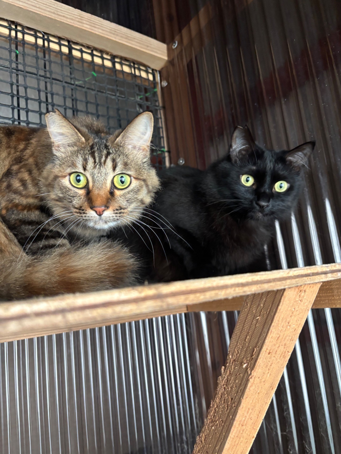会社の車庫で必死に鳴いていた兄弟猫