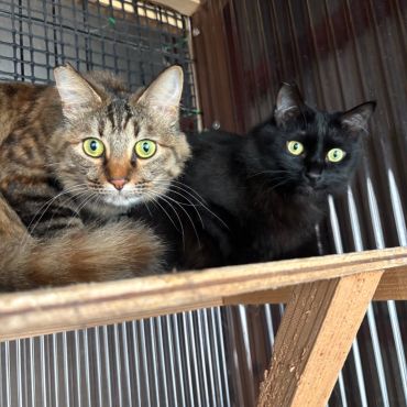 会社の車庫で必死に鳴いていた兄弟猫