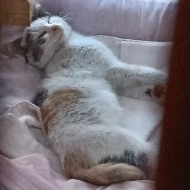 どこから来たの？