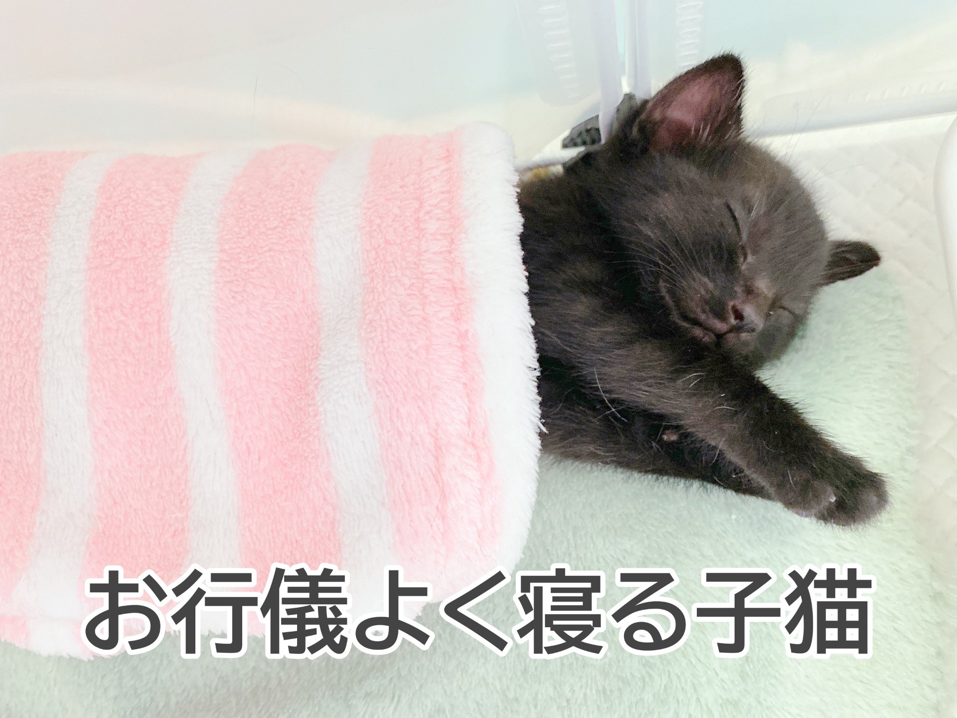 【思わず二度見】お行儀よく寝る子猫