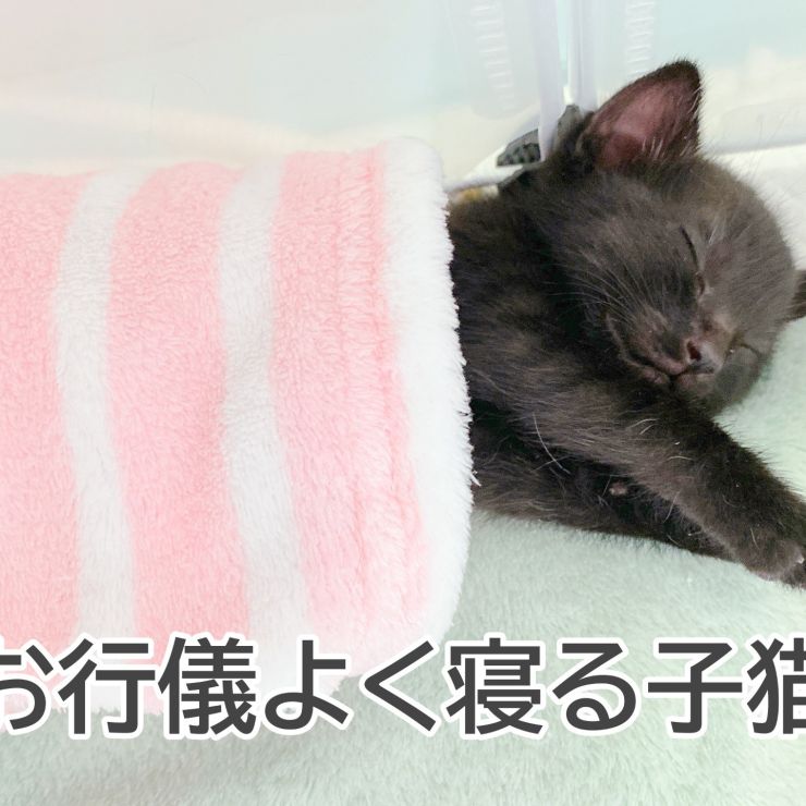 【思わず二度見】お行儀よく寝る子猫