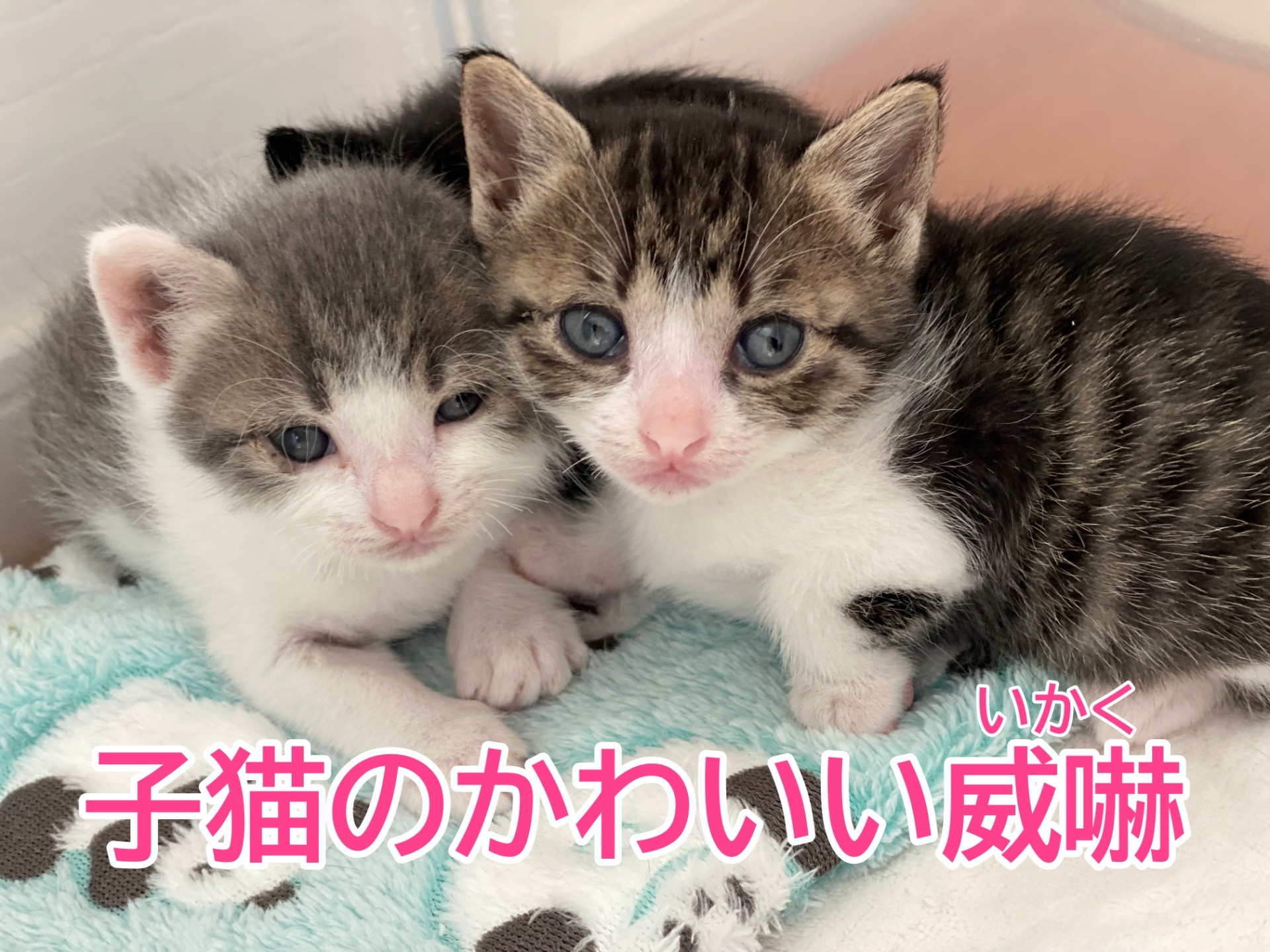 【弟を守る姉】子猫のかわいい威嚇