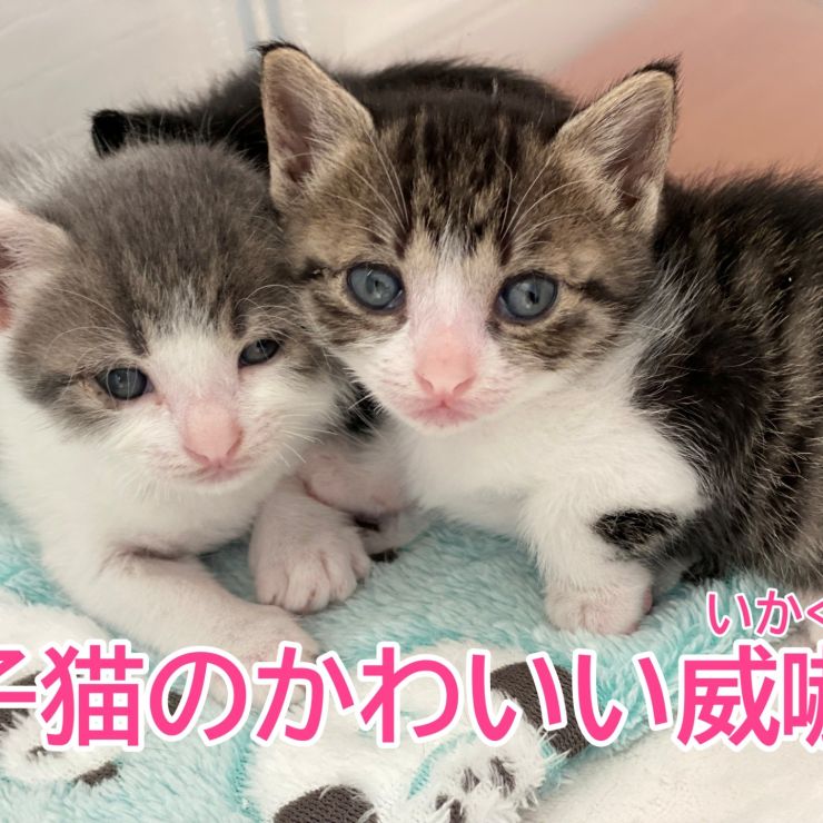【弟を守る姉】子猫のかわいい威嚇