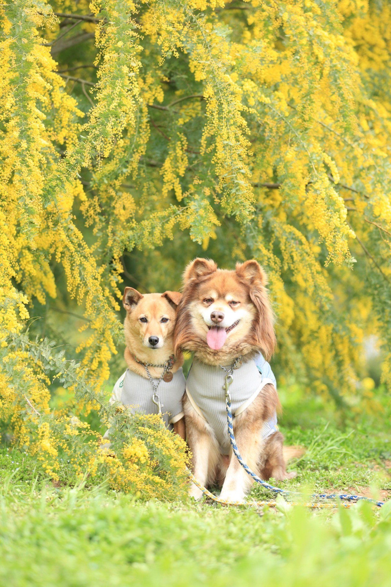 ミモザとあずきとだいず。