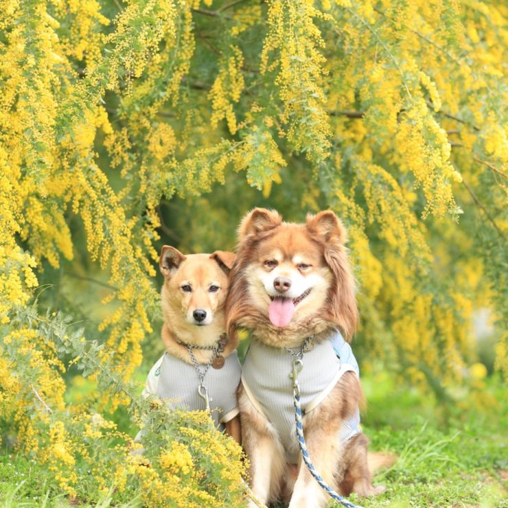 ミモザとあずきとだいず。