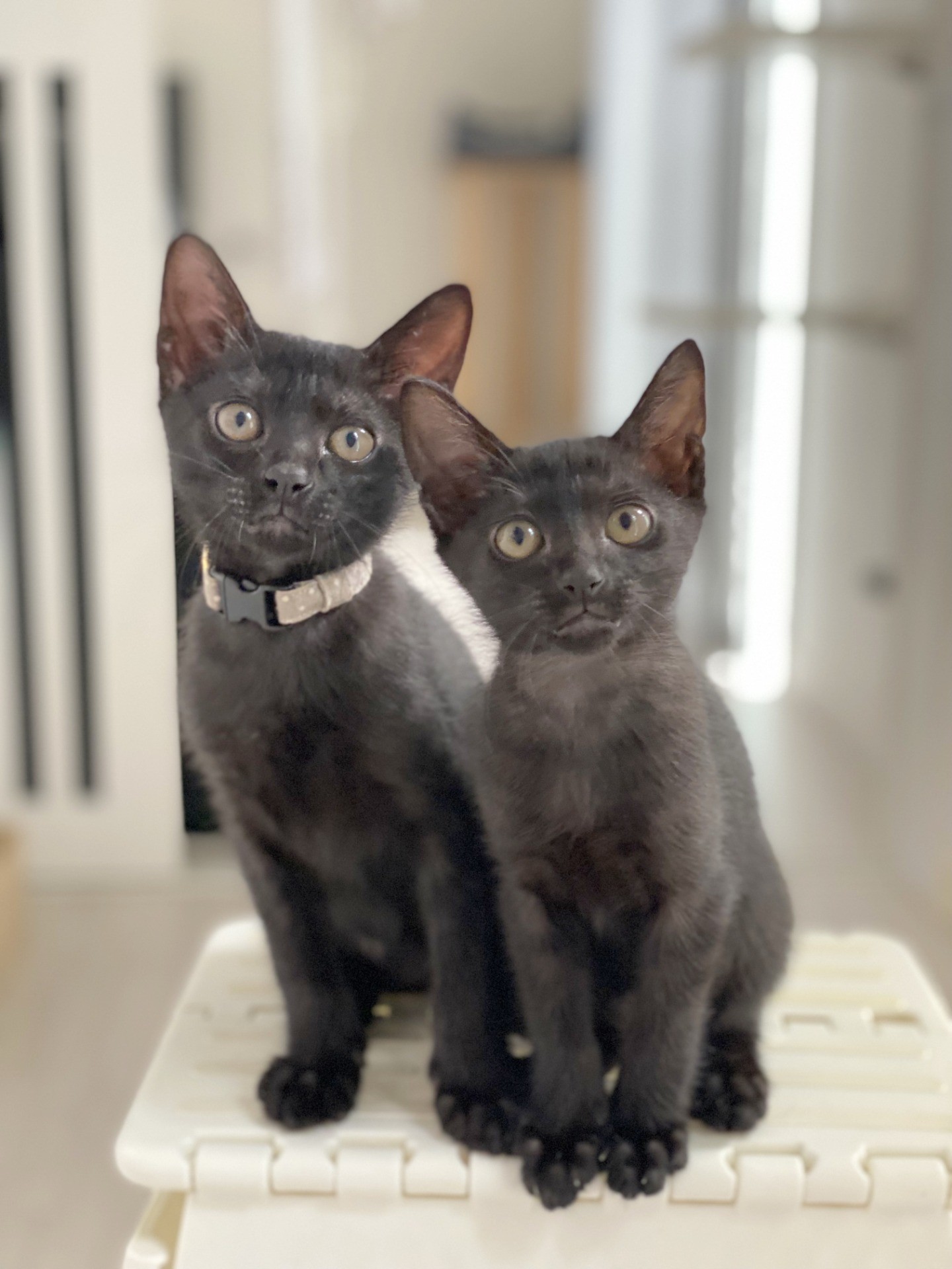 【人気がない!?】黒猫のリアル