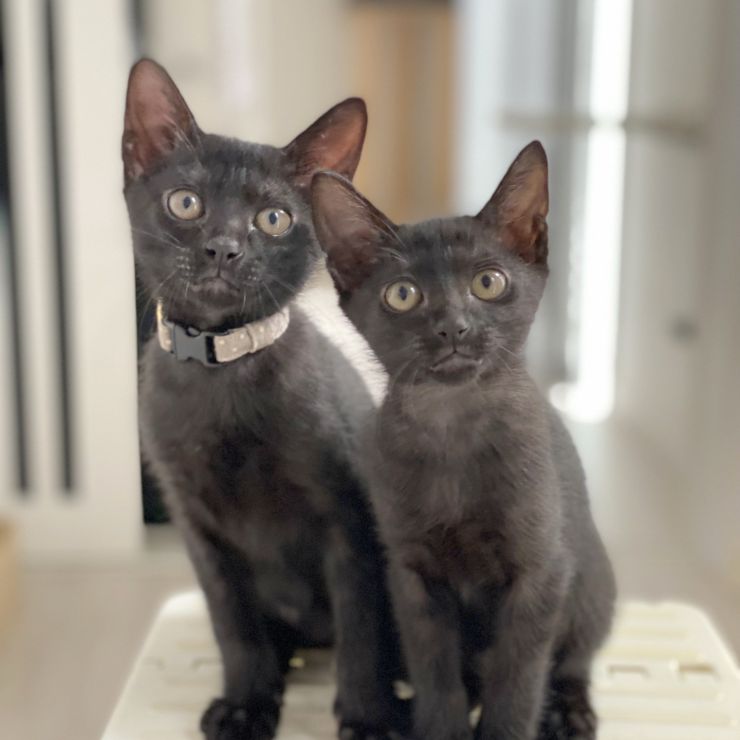 【人気がない!?】黒猫のリアル
