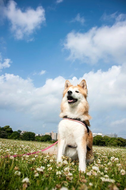 笑顔、咲く日