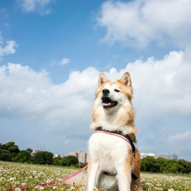 笑顔、咲く日