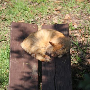 ちょっと早いお昼寝