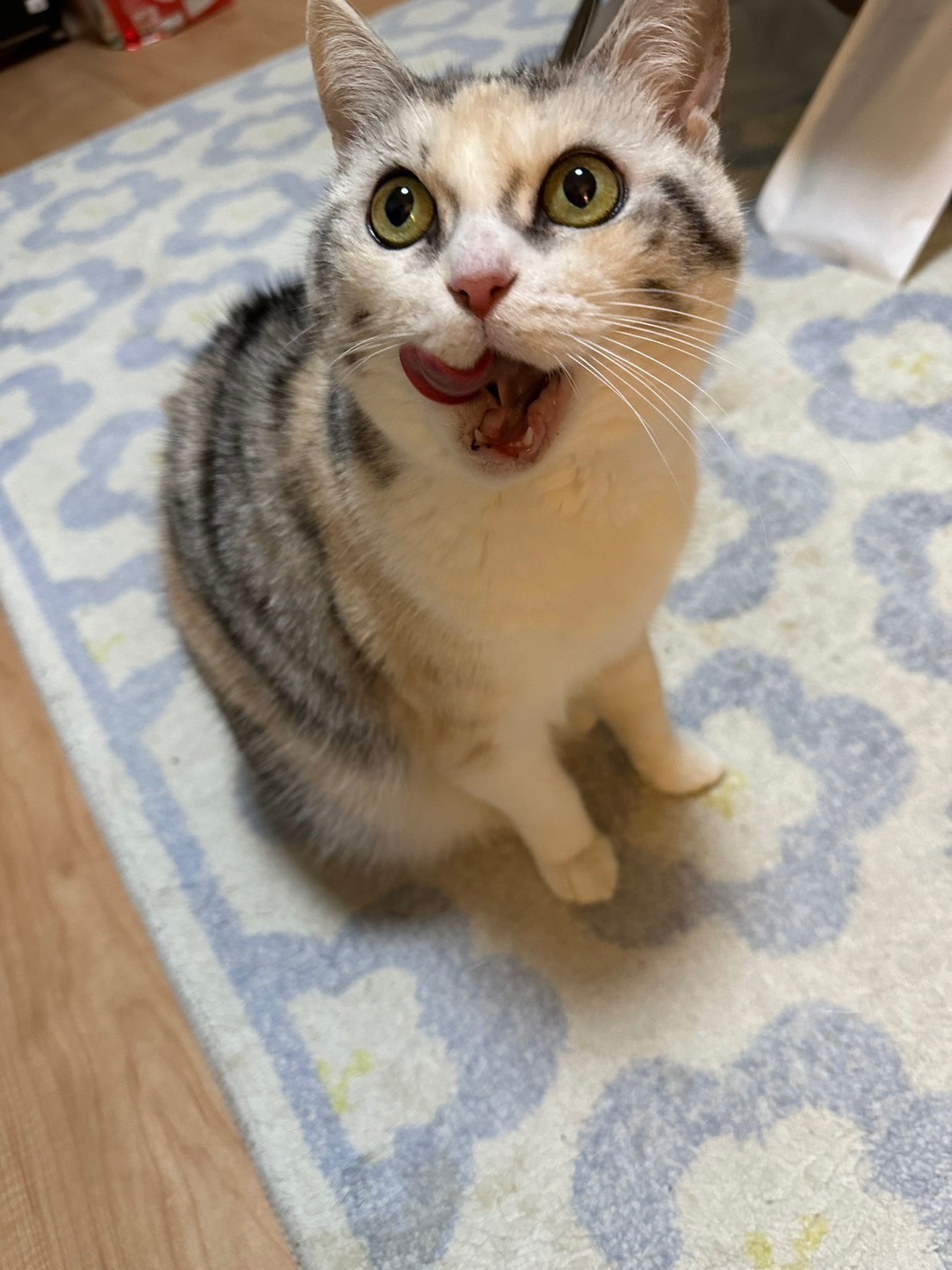 ちゅーるほしいにゃん