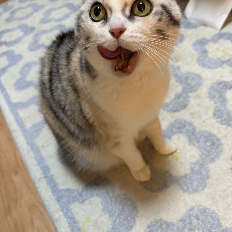 ちゅーるほしいにゃん