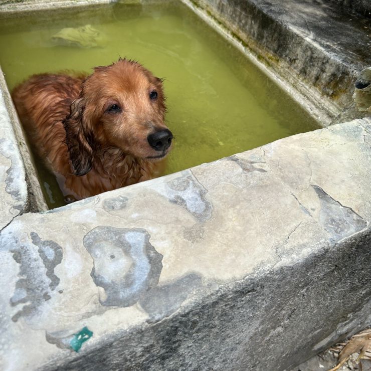 いい湯だな