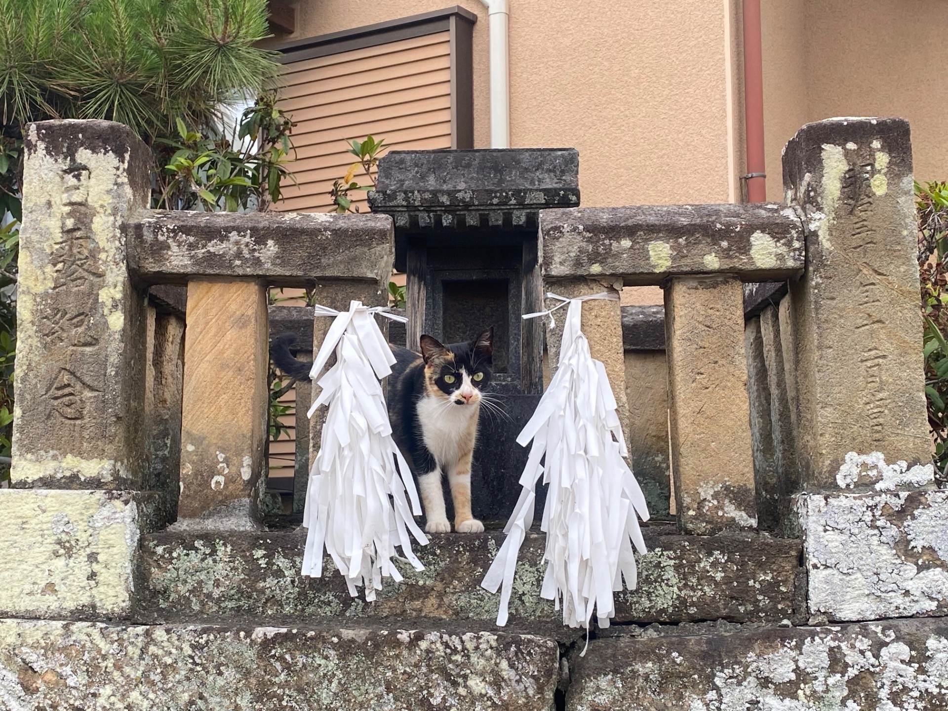 ネコ神様降臨