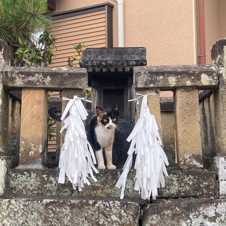 ネコ神様降臨