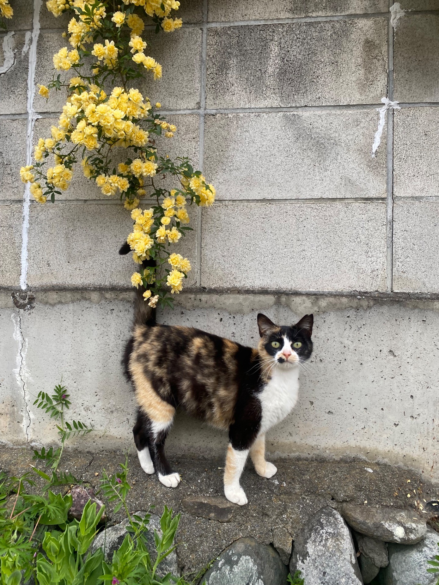 バラのしっぽ