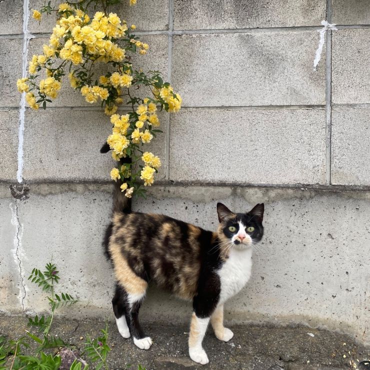 バラのしっぽ