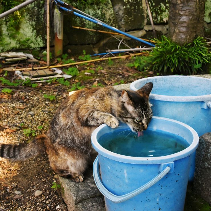 命の水