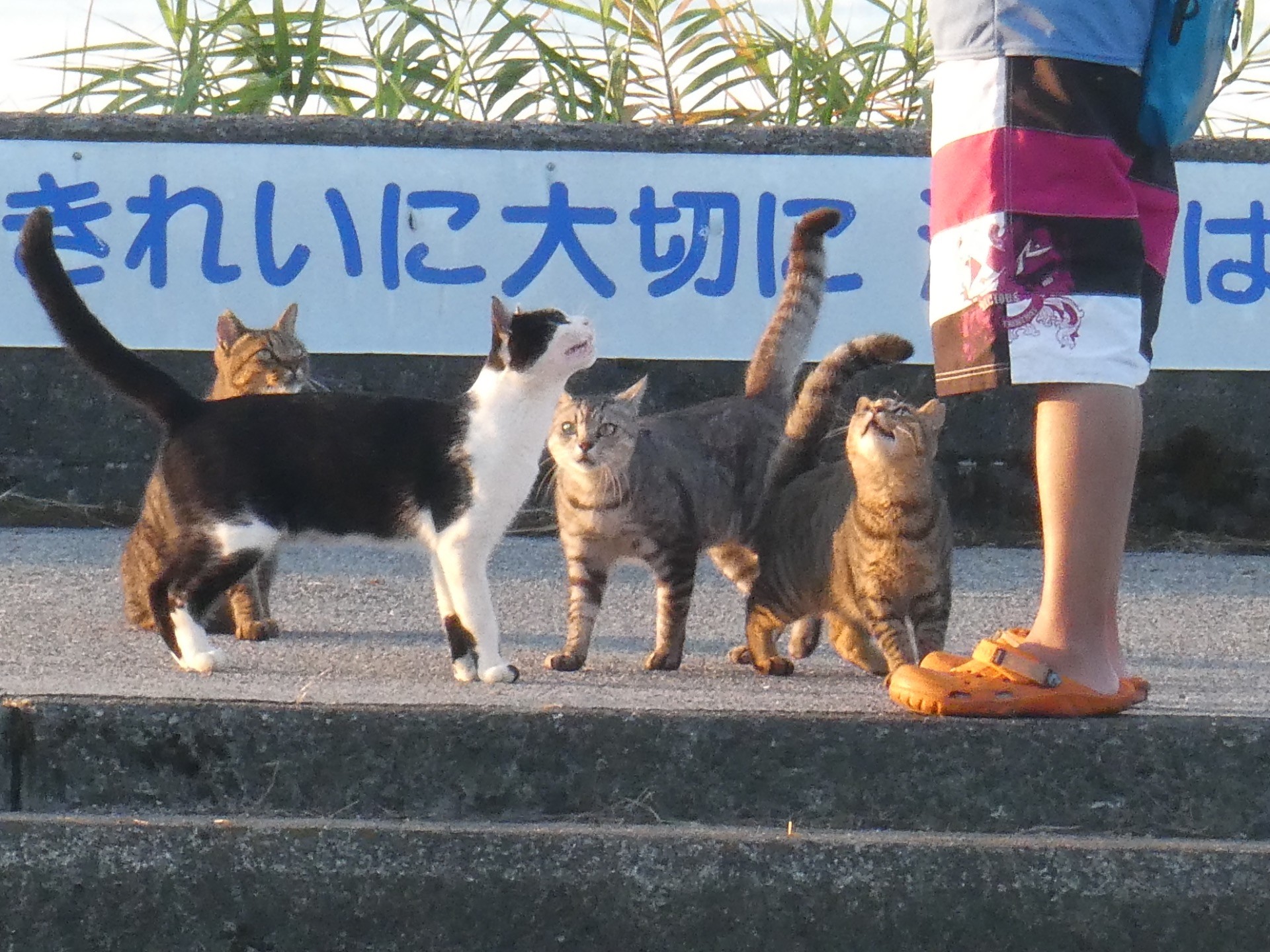 あの子が来た!