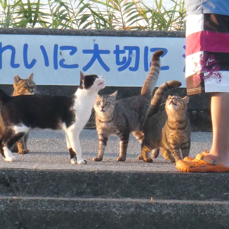 あの子が来た！