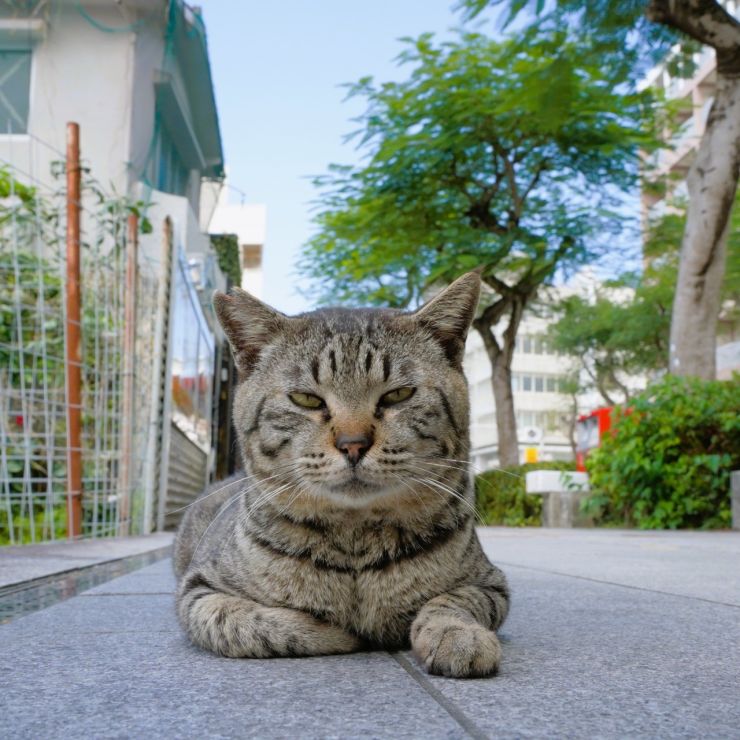 猫様