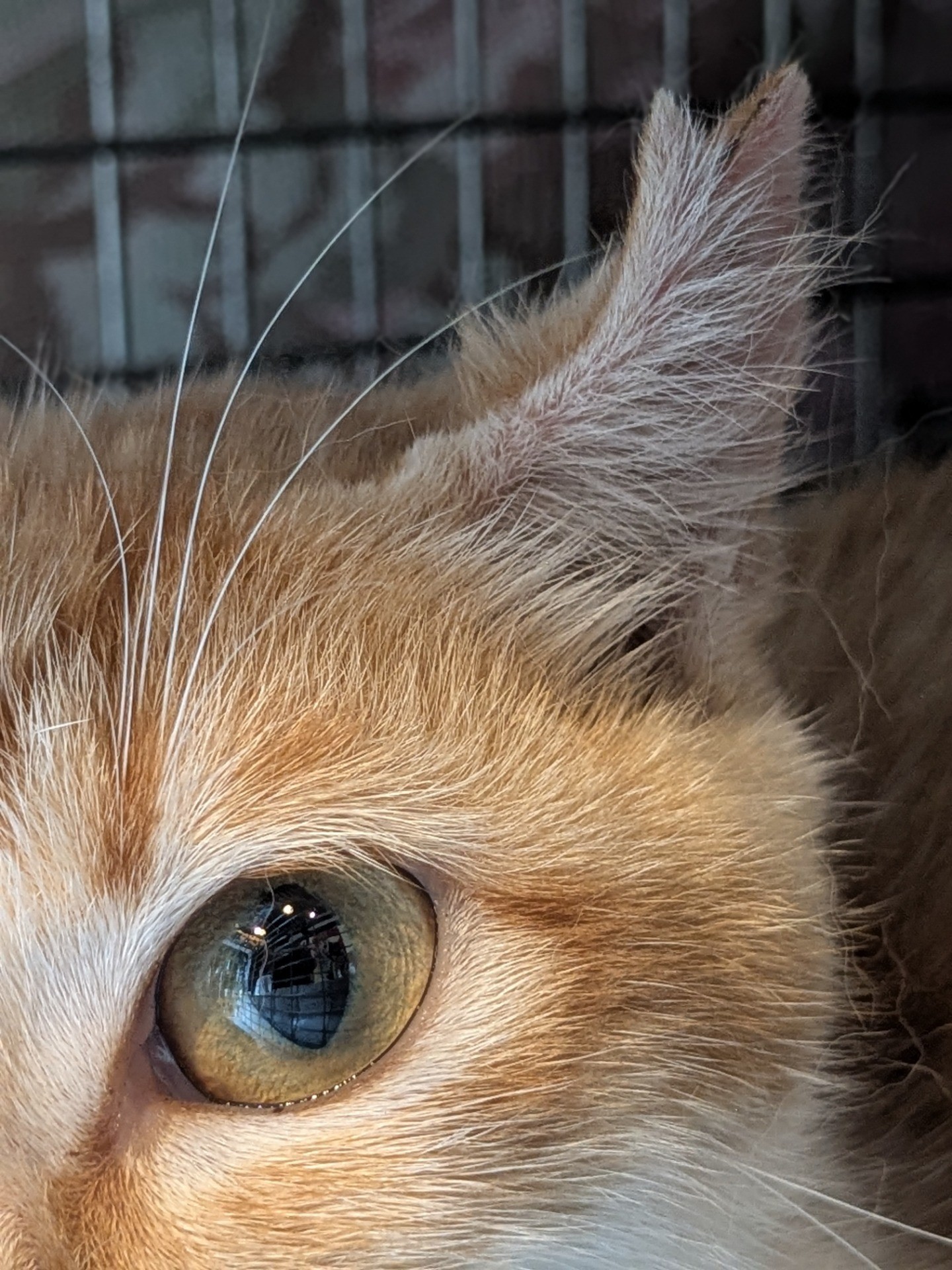 さくらねこ