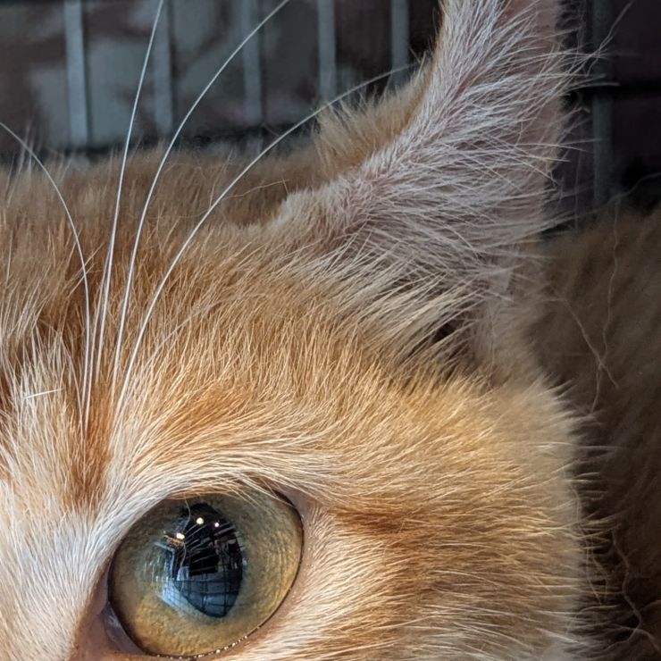 さくらねこ