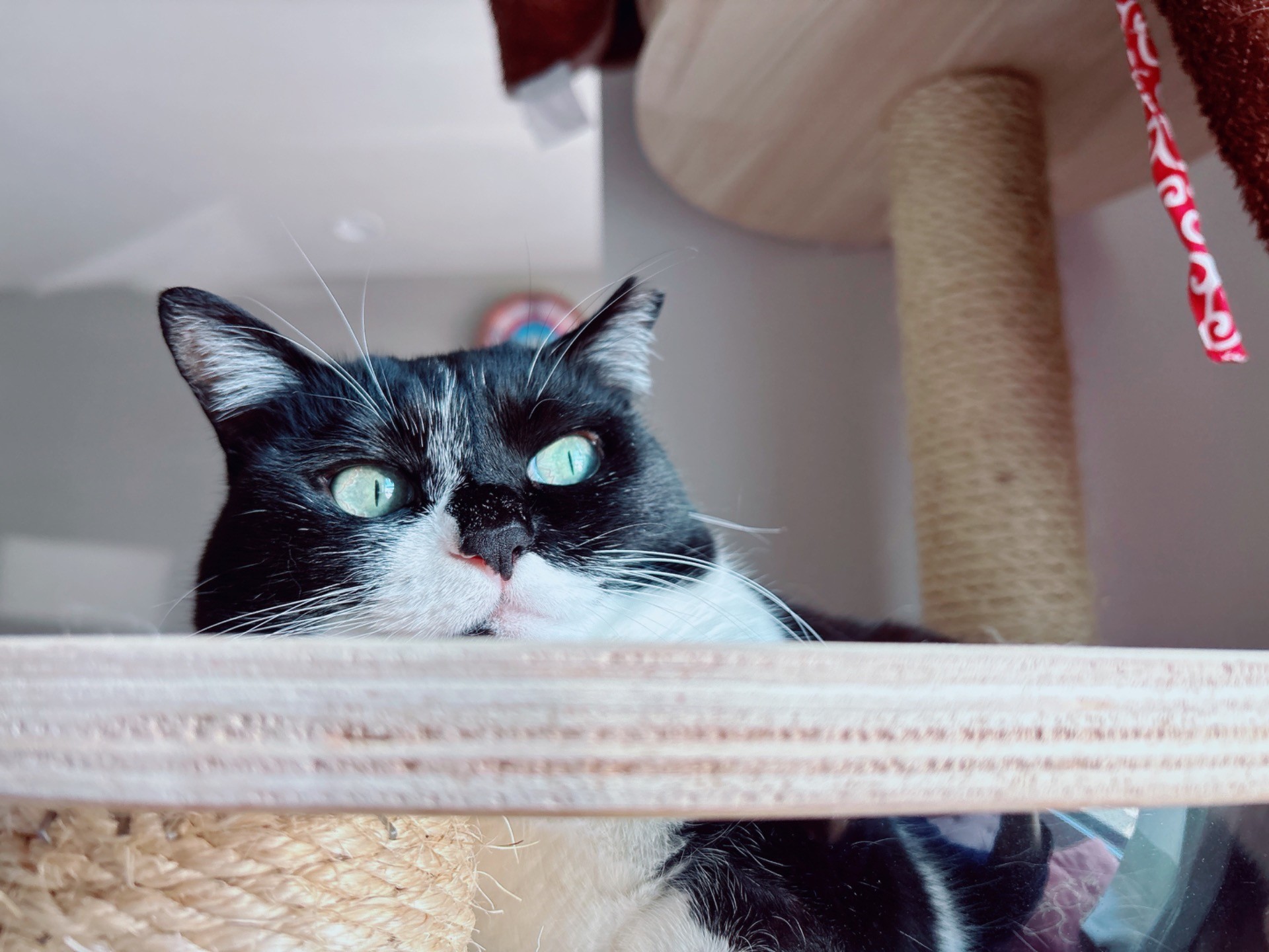 うちの猫あんこ