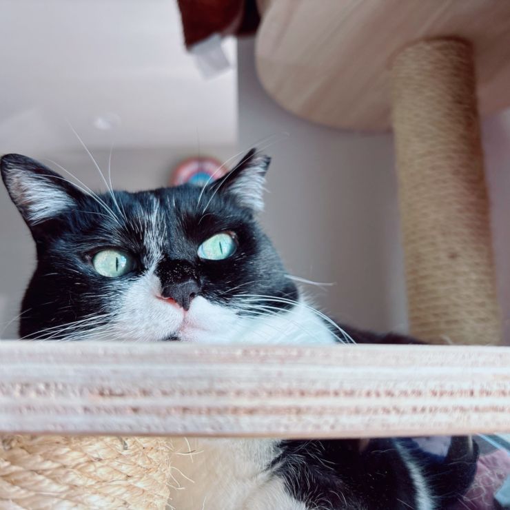 うちの猫あんこ
