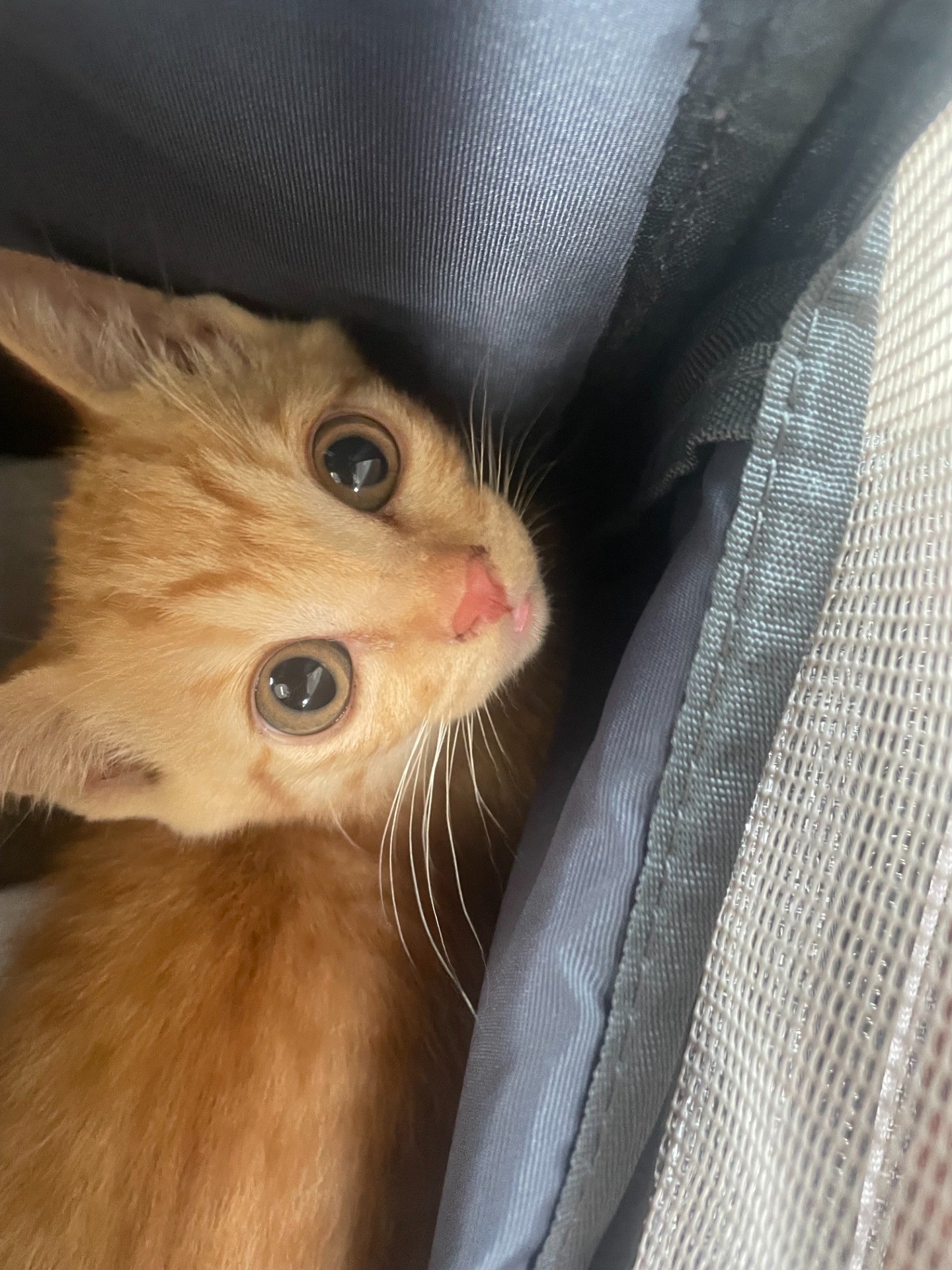 母猫が庭に連れてきた子