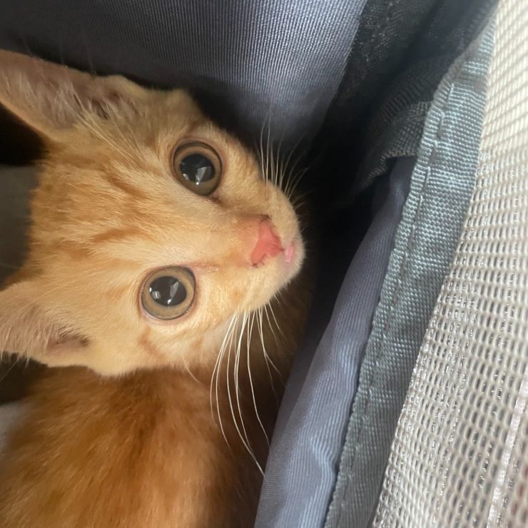 母猫が庭に連れてきた子