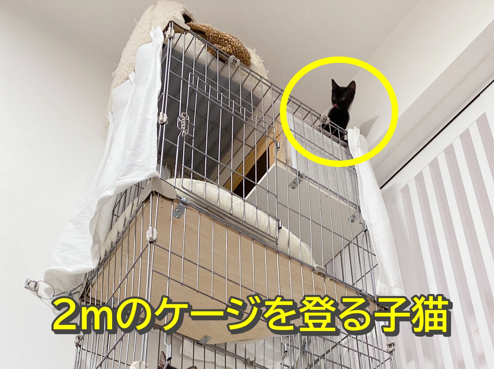 【驚愕】2mのケージを登るパワフル子猫