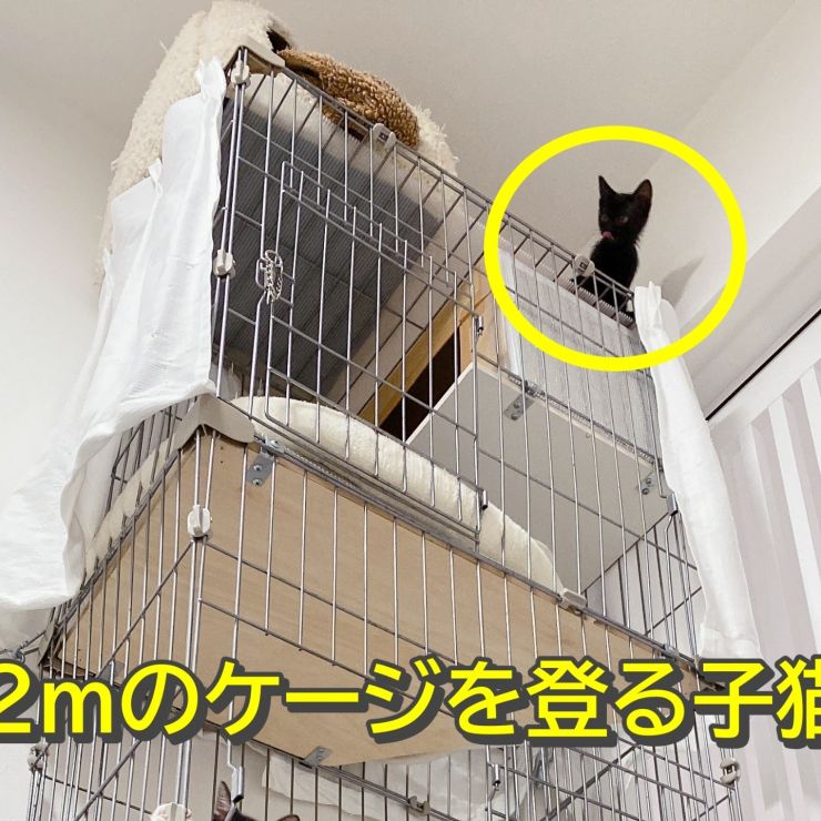 【驚愕】2mのケージを登るパワフル子猫