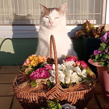 お花いかがですか