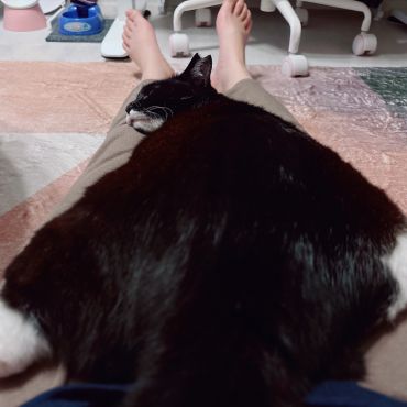 怯えた猫が懐くまで